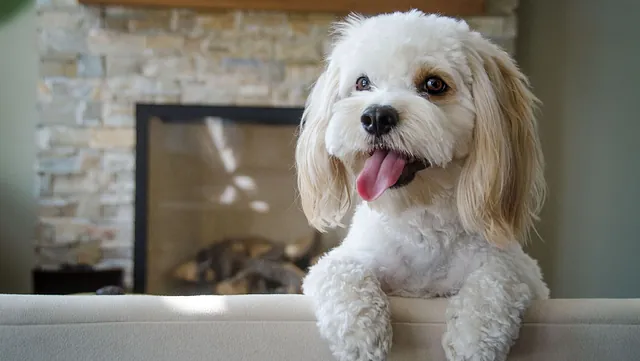 Cockapoo