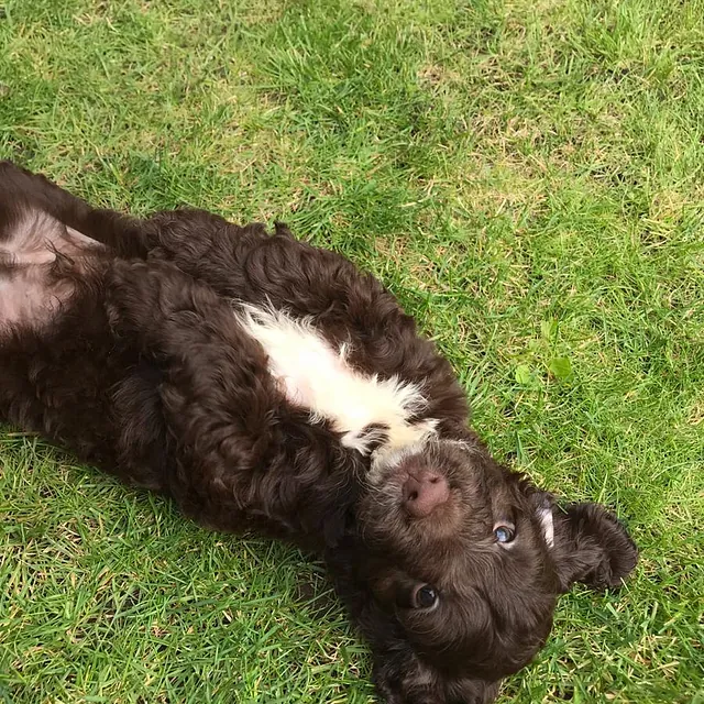 Brown cockapoo puppy