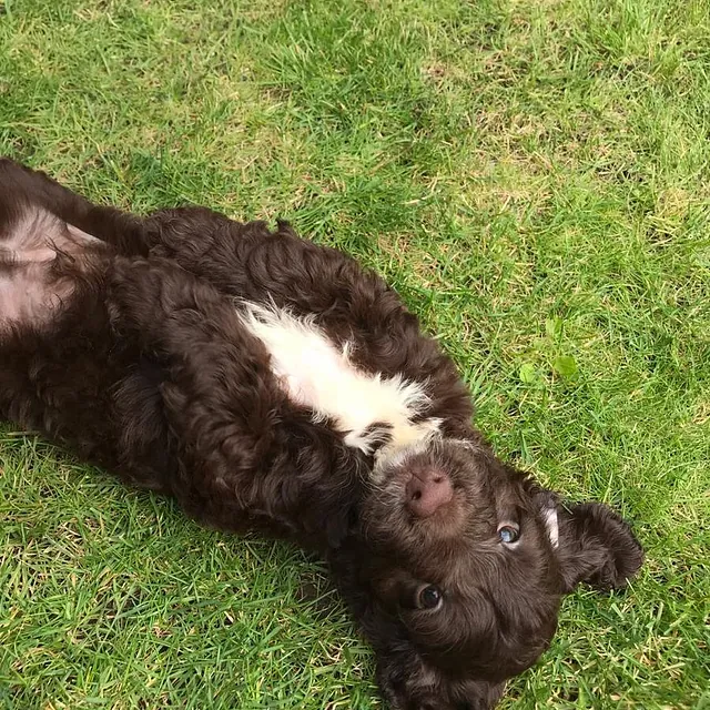 Brown cockapoo puppy