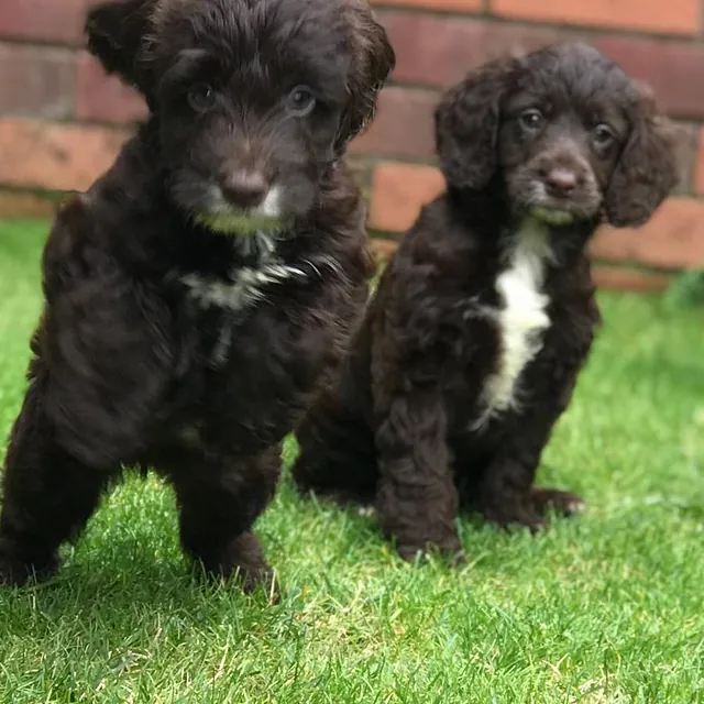 Brown cockapoo puppies