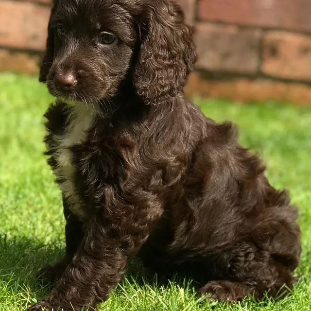 Brown cockapoo puppy