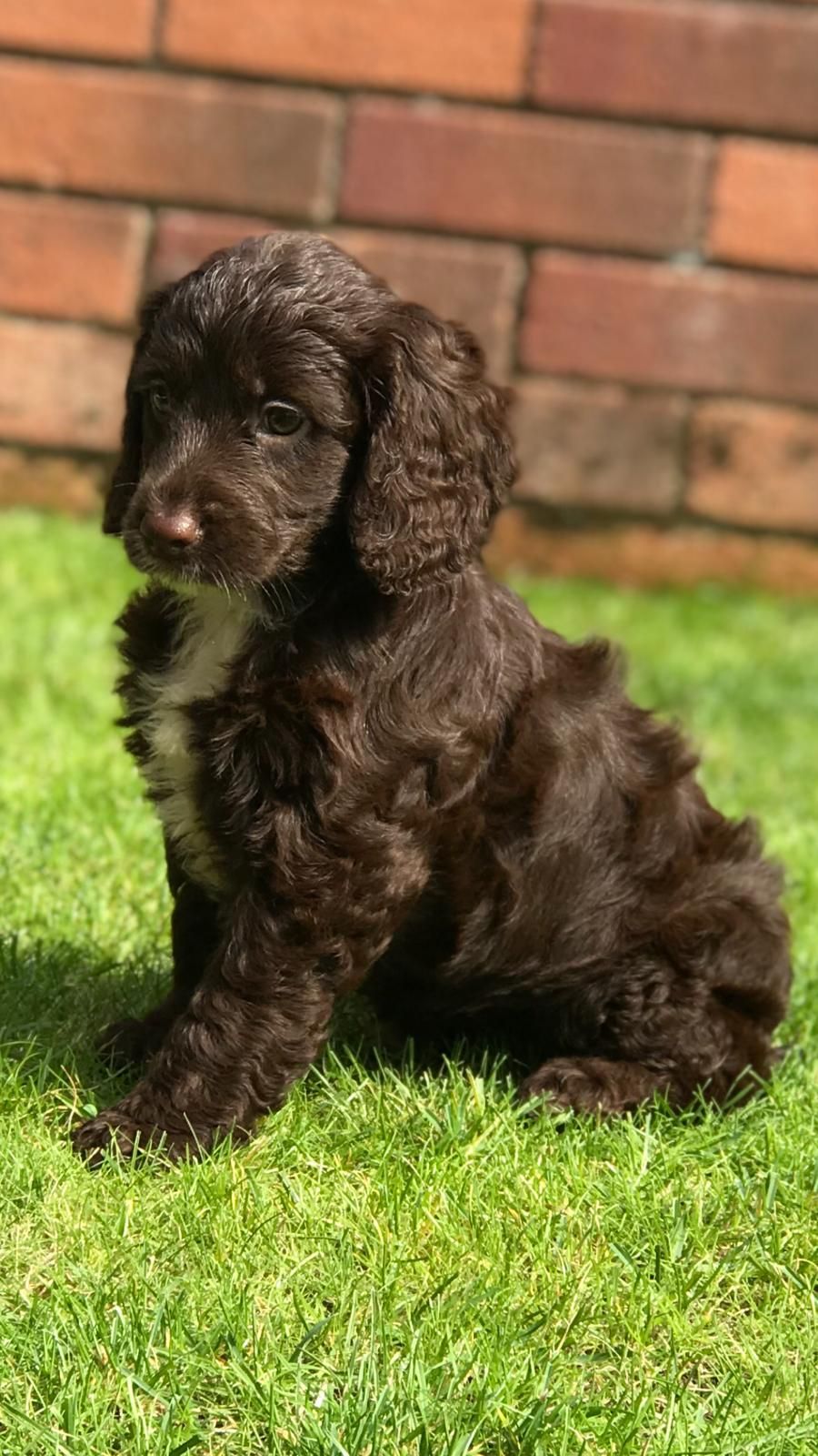 Cockapoo Puppies for Sale Cockapoo’s Scotland