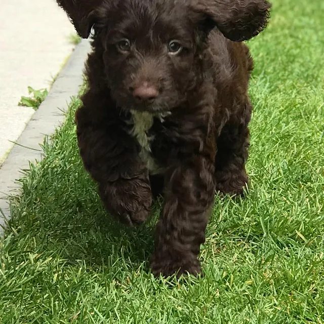 Brown cockapoo puppies