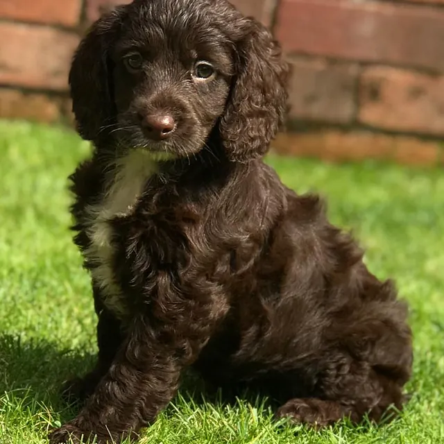 Brown cockapoo puppy