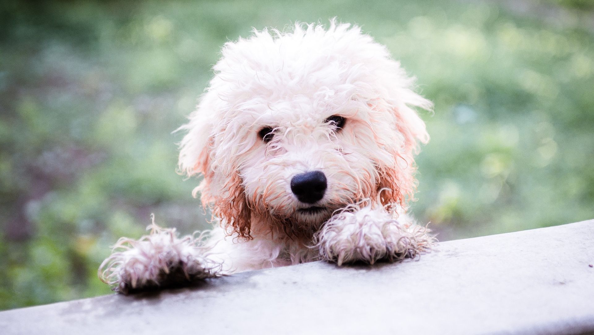 Our Cockapoos Cockapoo s Scotland